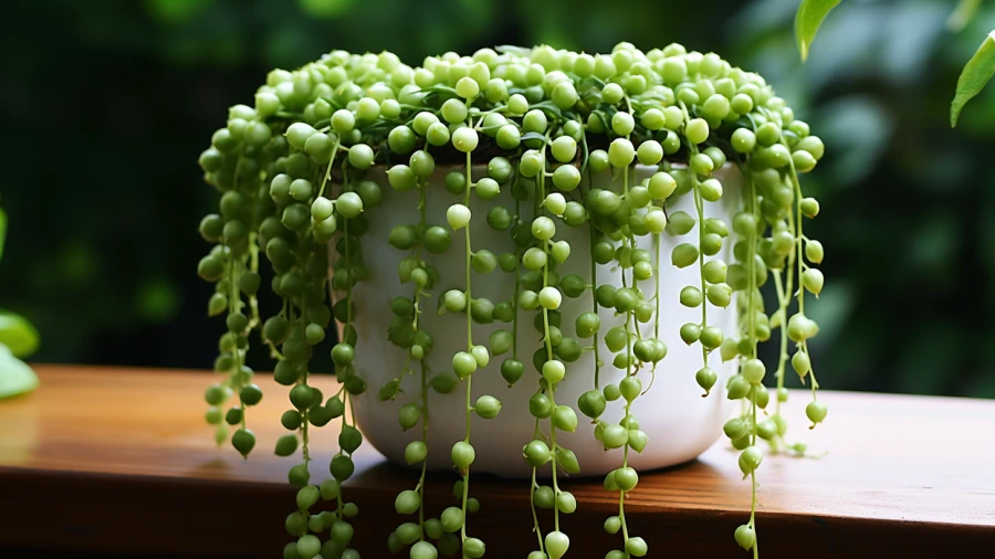 8 Miniature Plants Ideal for Home Decor