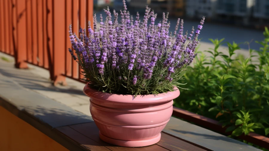 8 Potted Plants for a Stunning Front Door and Porch Display