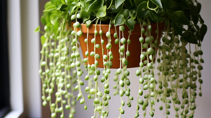 7 Varieties of Indoor Hanging Plants for Home