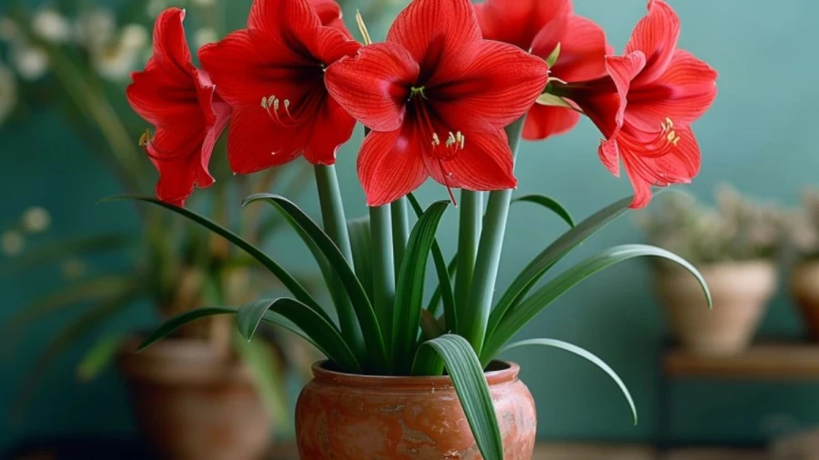 8 Stunning Amaryllis Varieties for Vibrant Winter Beauty in Your Home