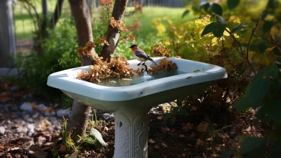 Amazing Brd Bath Ideas to Create a Welcoming Retreat for Birds