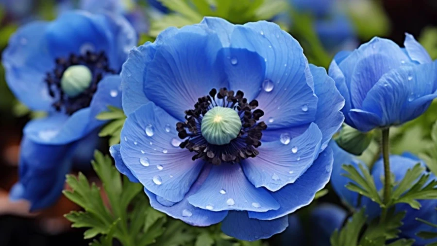 7 Captivating Blue Flowers for Your Garden That Will Brighten