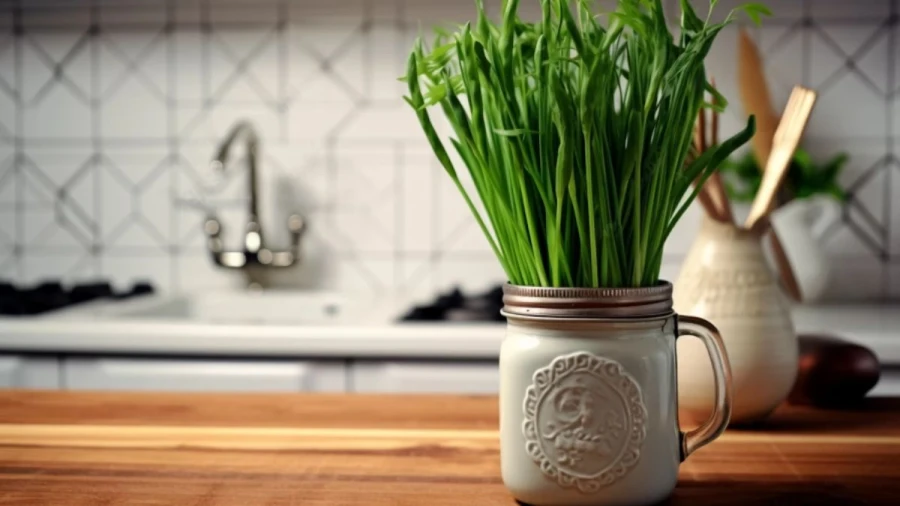 Elevating Your Kitchen with 9 Best Indoor Food Plants You Can Grow Your Home