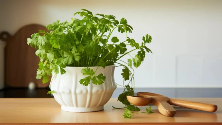 Elevating Your Kitchen with 9 Best Indoor Food Plants You Can Grow Your Home
