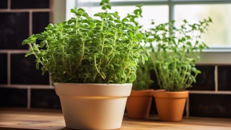 Elevating Your Kitchen with 9 Best Indoor Food Plants You Can Grow Your Home
