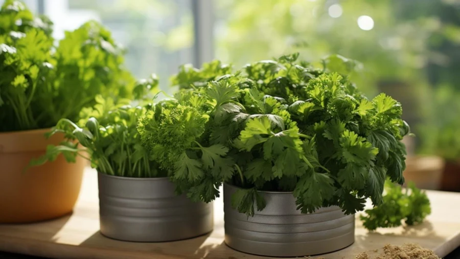 Elevating Your Kitchen with 9 Best Indoor Food Plants You Can Grow Your Home
