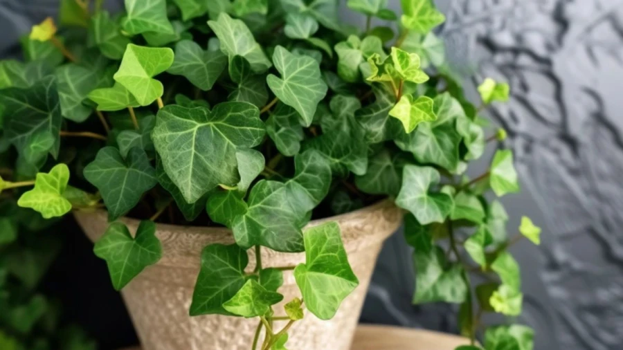 7 Indoor Vining Plants That'll Beautify Your Home and Grow Easily