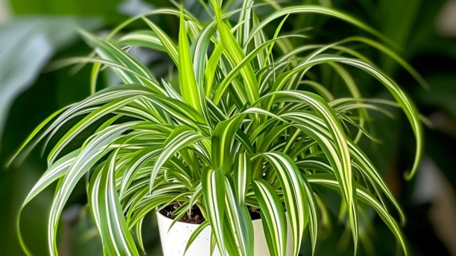 7 Indoor Vining Plants That'll Beautify Your Home and Grow Easily