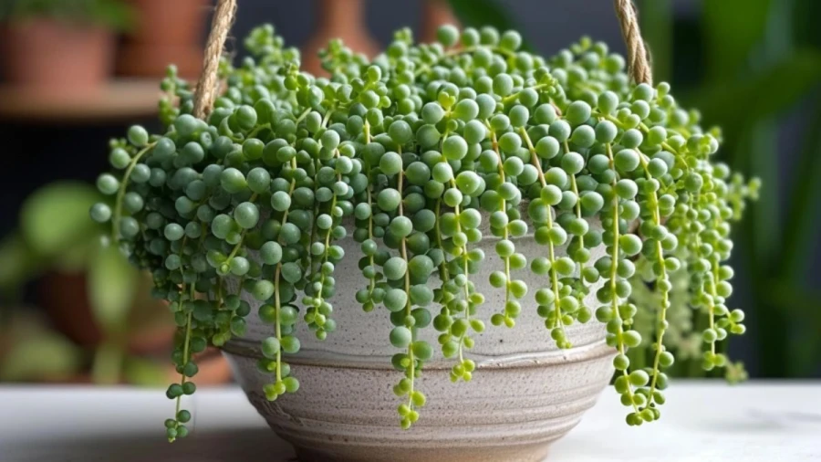 7 Indoor Vining Plants That'll Beautify Your Home and Grow Easily