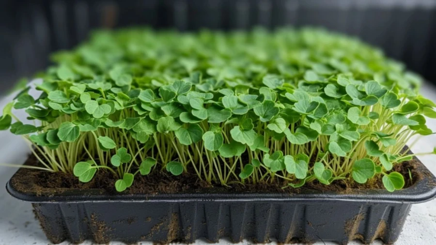 7 Microgreen Varieties Perfect for Indoor Cultivation