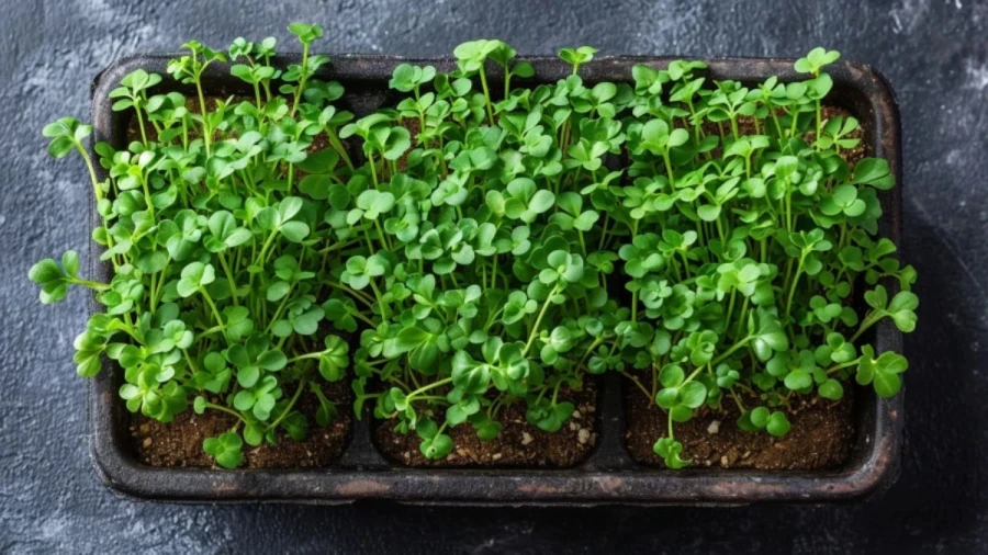 7 Microgreen Varieties Perfect for Indoor Cultivation