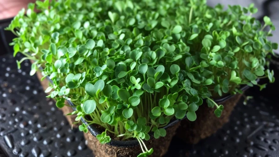 7 Microgreen Varieties Perfect for Indoor Cultivation