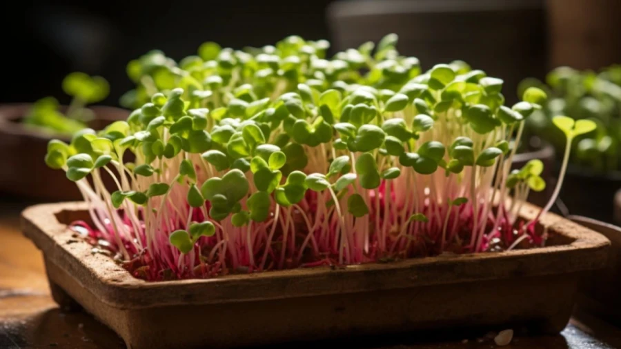 7 Microgreen Varieties Perfect for Indoor Cultivation