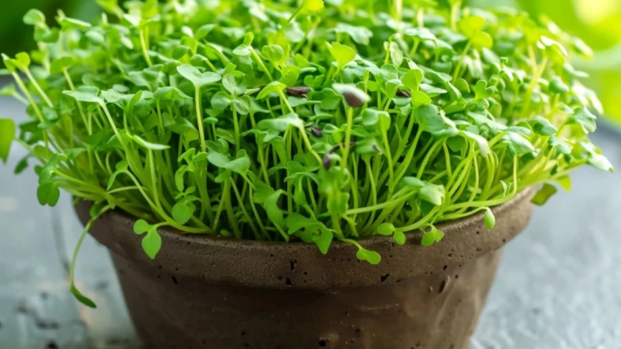 7 Microgreen Varieties Perfect for Indoor Cultivation