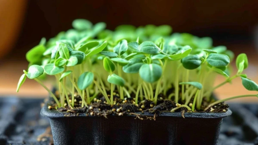 7 Microgreen Varieties Perfect for Indoor Cultivation