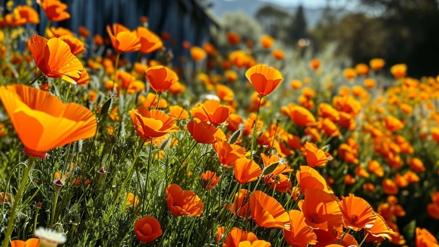 8 Beautiful Plants with Orange Flowers for Your Garden or Yard