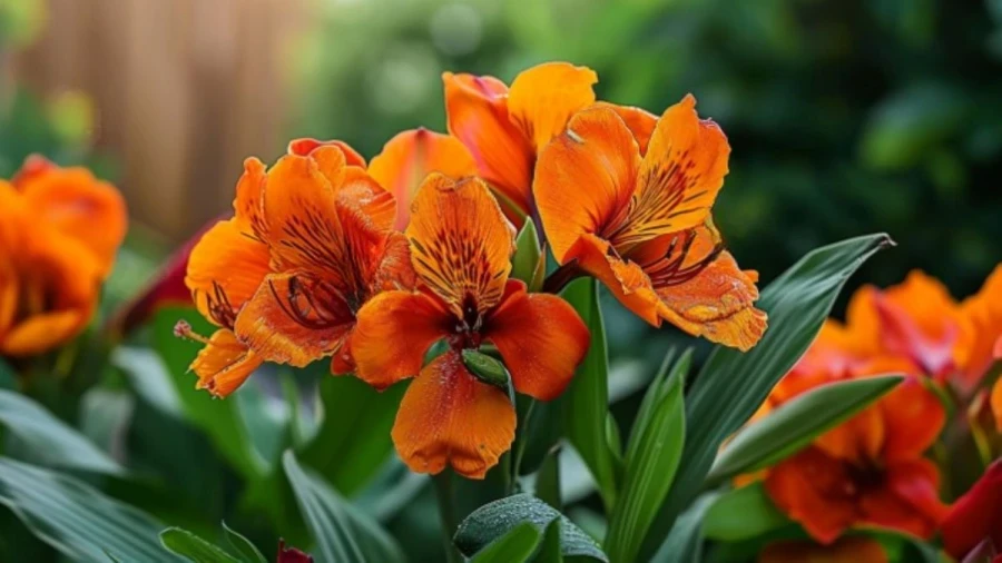 8 Beautiful Plants with Orange Flowers for Your Garden or Yard