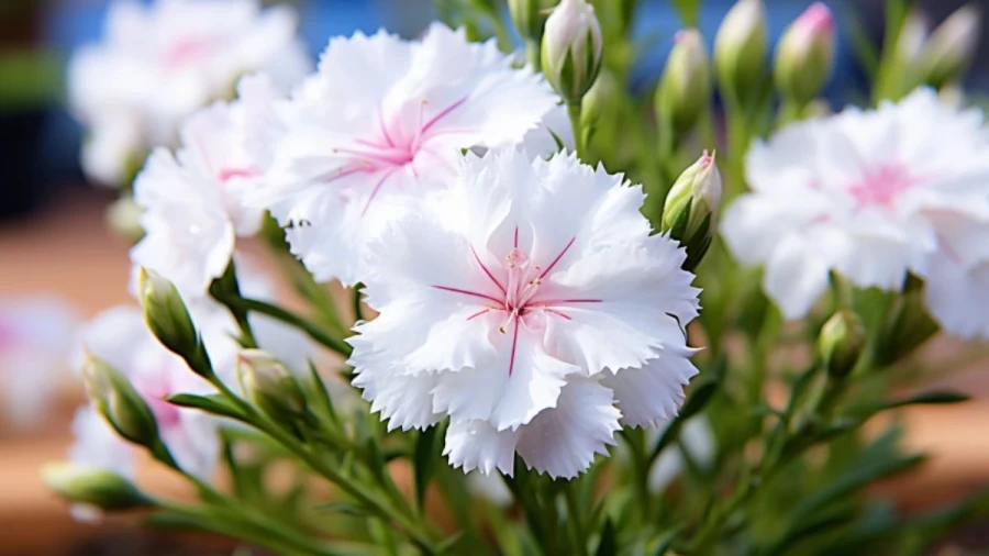 Top 7 Outdoor Plants to Beautify Your Garden Space