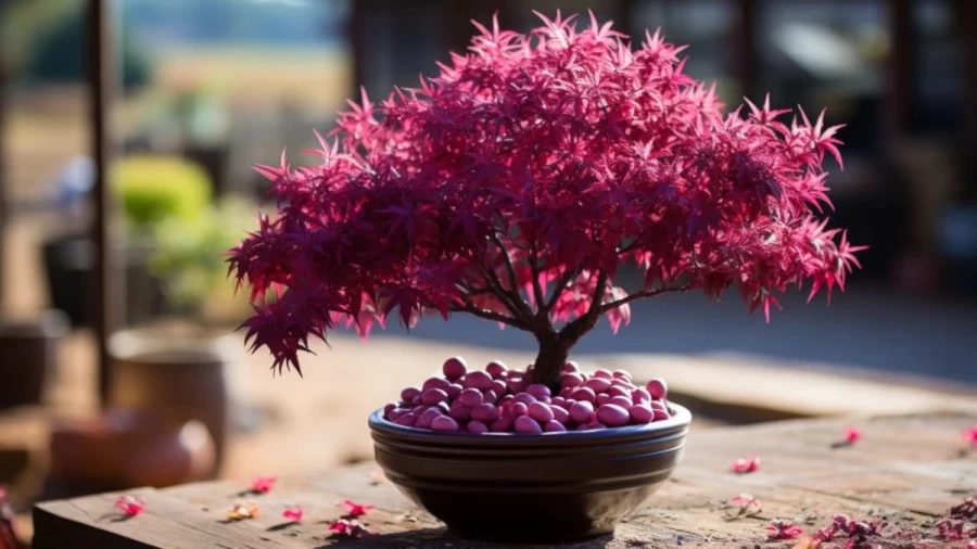 Top 7 Outdoor Plants to Beautify Your Garden Space