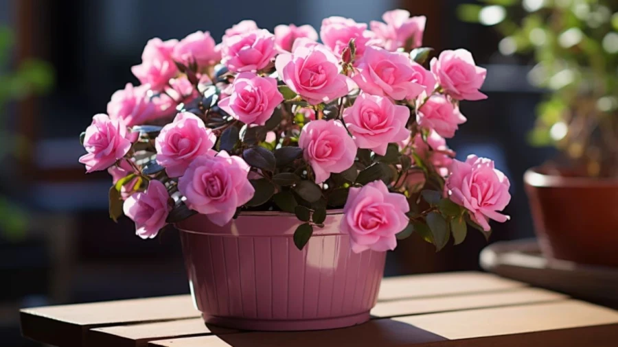 Top 7 Outdoor Plants to Beautify Your Garden Space