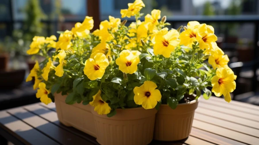 Top 7 Outdoor Plants to Beautify Your Garden Space