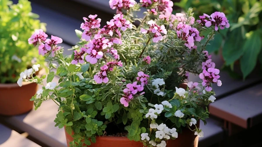 Plant Combination Ideas to create a beautiful Garden