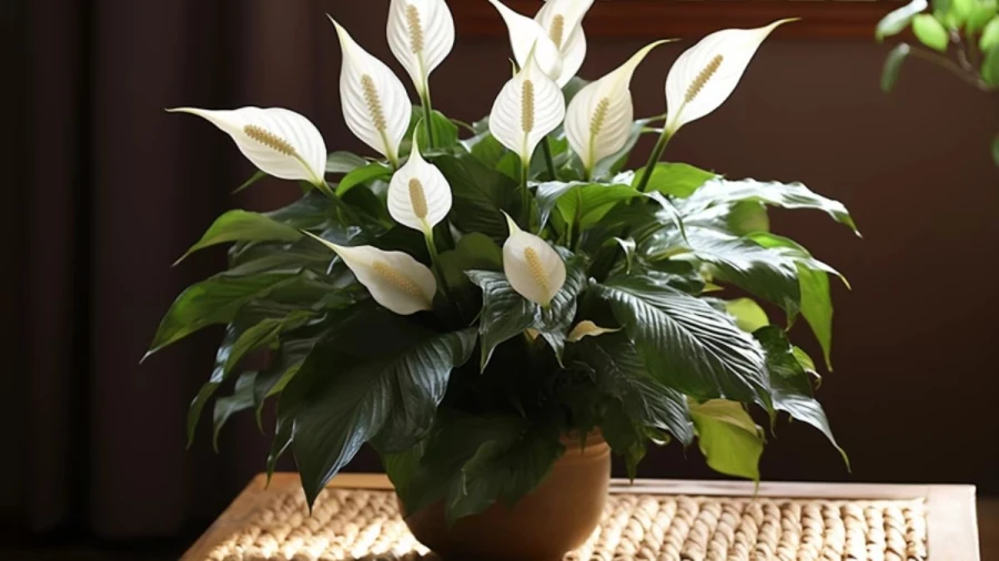 8 Popular Indoor Plants Ideas 2024 to Enhance Your Houseplants Decor
