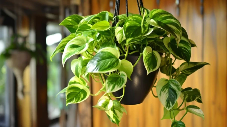 8 Popular Indoor Plants Ideas 2024 to Enhance Your Houseplants Decor