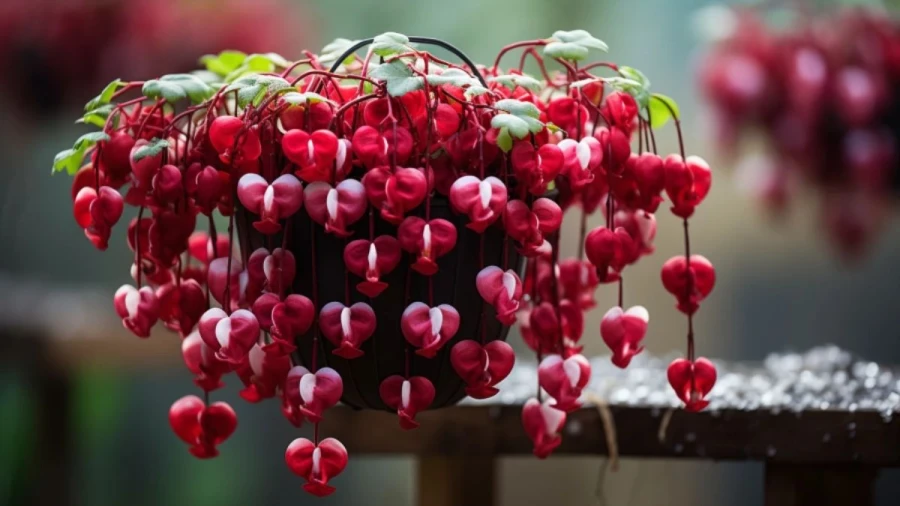 8 Spooky Plants to Haunt Your Halloween Garden Decor