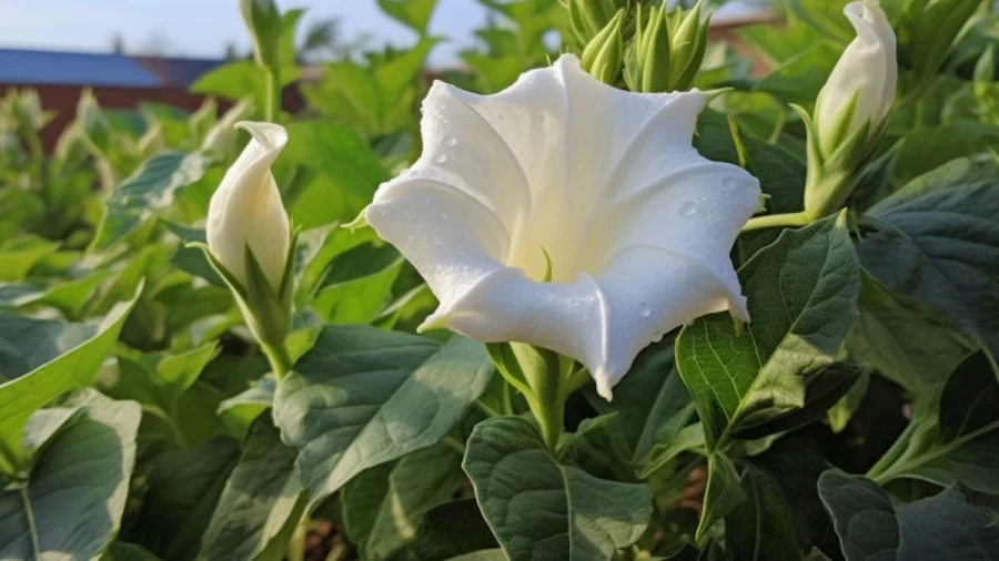 8 Spooky Plants to Haunt Your Halloween Garden Decor