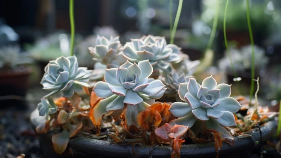 8 Spooky Plants to Haunt Your Halloween Garden Decor