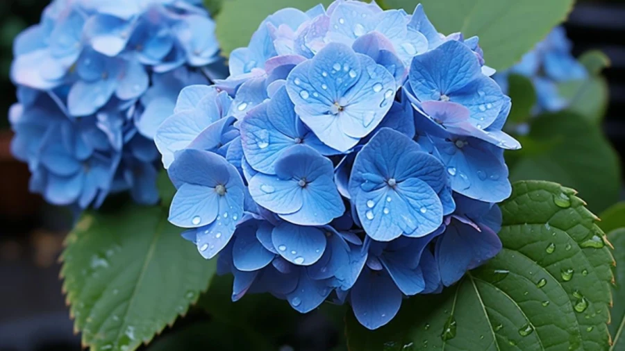7 Captivating Blue Flowers for Your Garden That Will Brighten