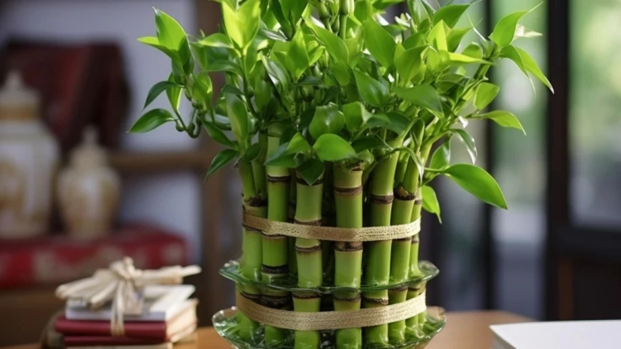 8 Best Feng Shui Plants to Invite Positive Energy in Your Home