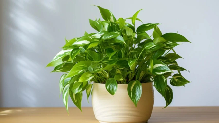 8 Best Feng Shui Plants to Invite Positive Energy in Your Home