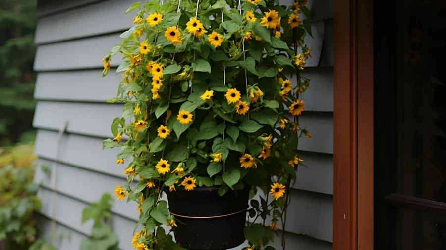 Enhance Your Home with These 7 Beautiful Flowering Vines