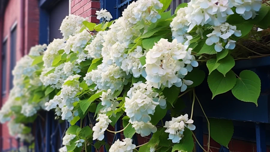 Enhance Your Home with These 7 Beautiful Flowering Vines