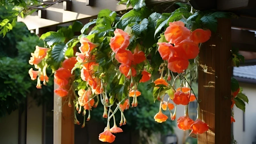 Enhance Your Home with These 7 Beautiful Flowering Vines