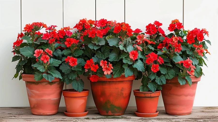 10 Front Door Plants for Positive Feng Shui Vibes