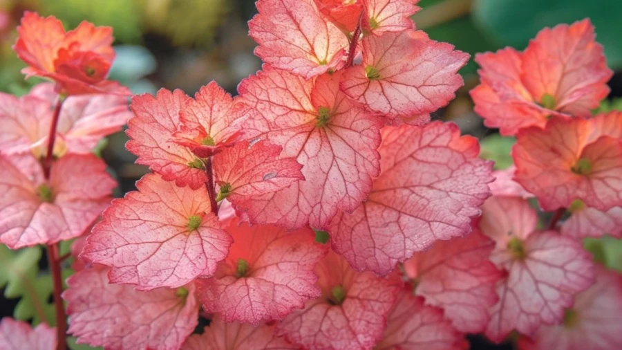 7 Beautiful Peach Colored Flowers and Foliage Plants Perfect to Grow Your Garden