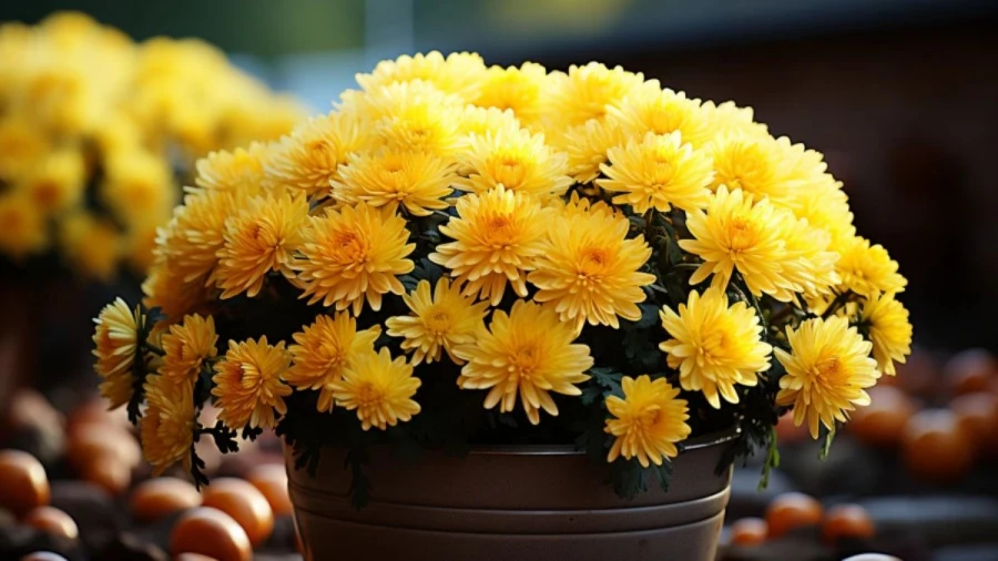7 Stunning Outdoor Summer Flower Plants That Maintain Their Beauty from Through Fall