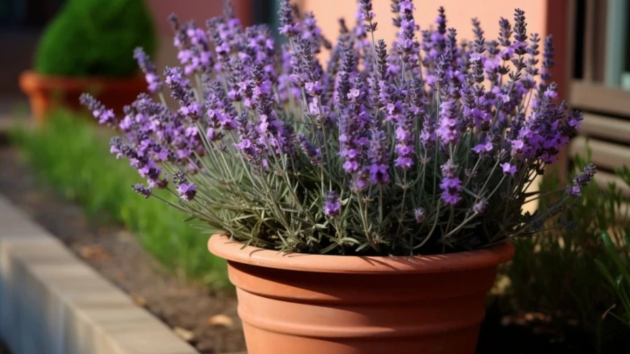 7 Stunning Outdoor Summer Flower Plants That Maintain Their Beauty from Through Fall